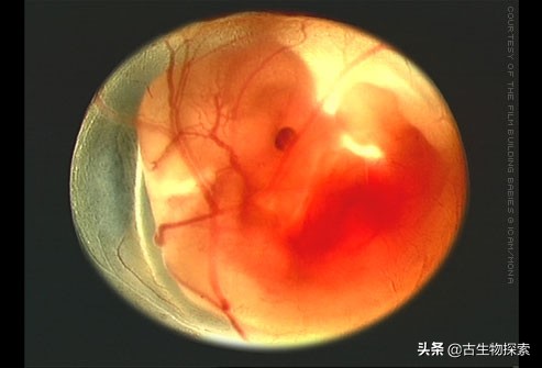 先有鸡还是先有蛋？来一节蛋蛋进化史