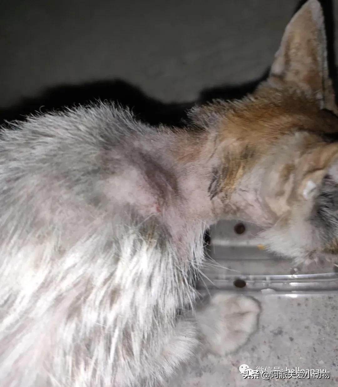 阿派志愿者救助一只流浪猫,阿派救助流浪猫