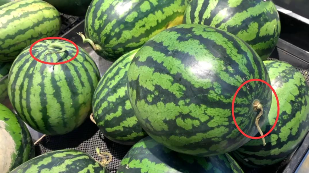 买西瓜的时候不要用手去拍,买西瓜认准这四点保证香甜多汁