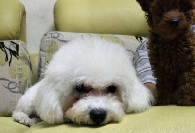 猫狗泪痕直接影响颜值，铲屎官应找到溢泪原因，先治病后去痕！