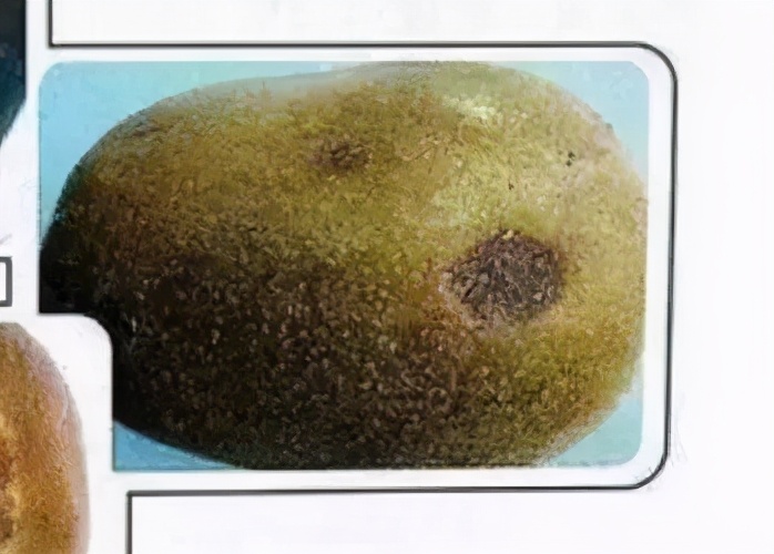 又酸又硬的猕猴桃,猕猴桃又硬又酸是怎么回事