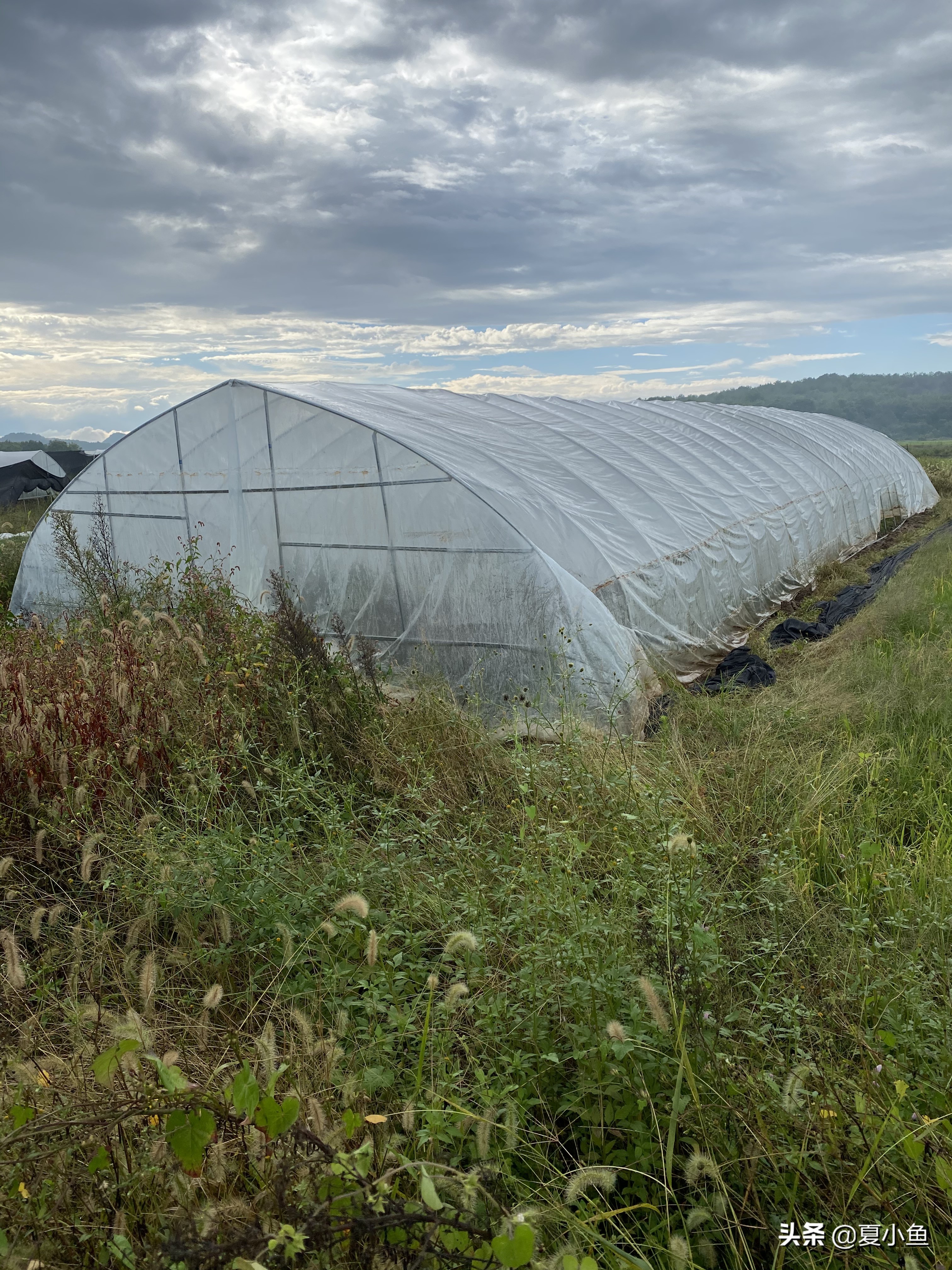 种植羊肚菌亏本的人多吗,羊肚菌种植技术与销路