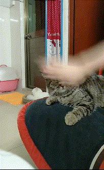 老虎：这是我准备养大吃的，你来凑什么热闹