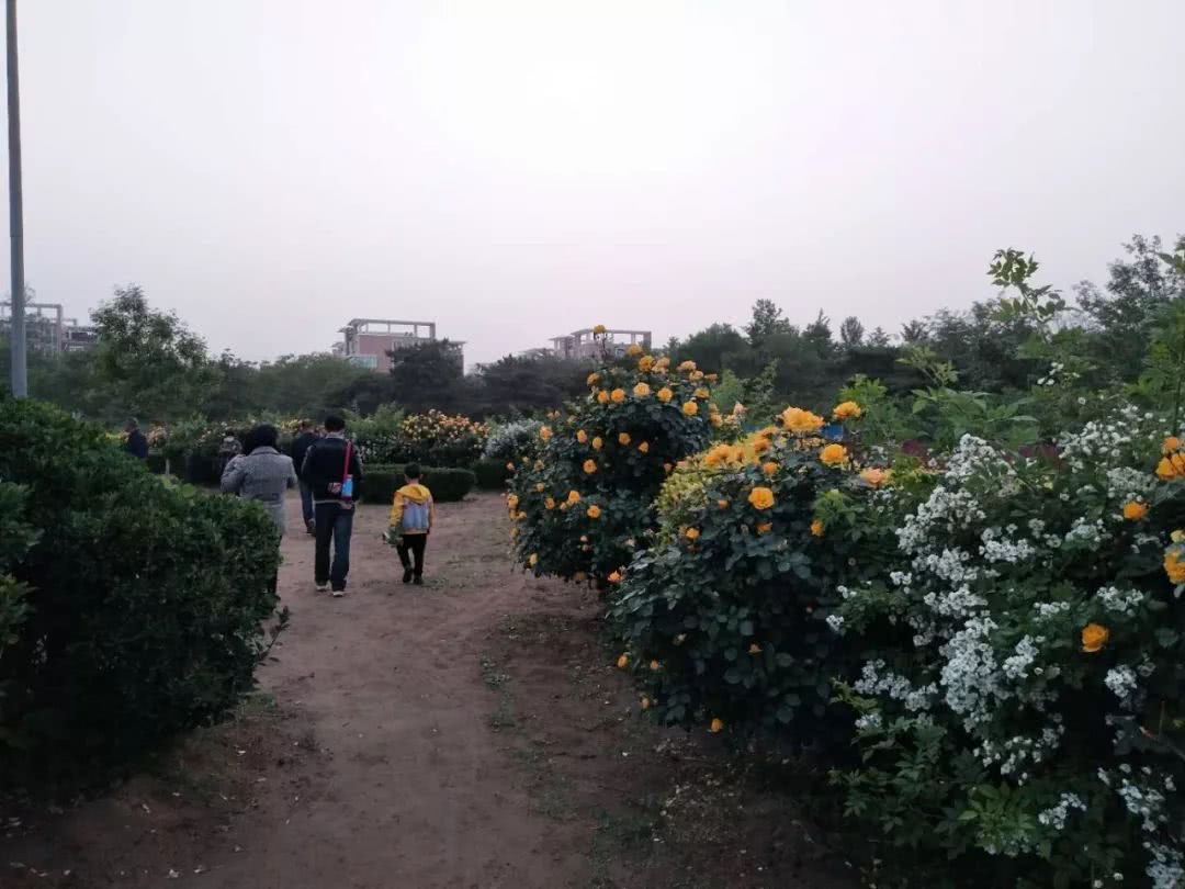 燕郊南苑公园规划,燕郊公园改造最新消息