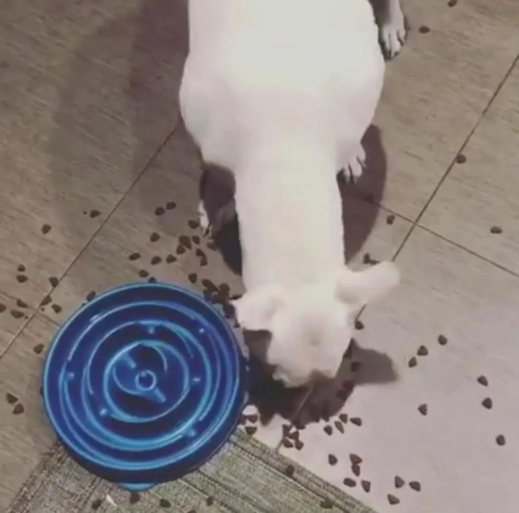 邻居路过家门口狗狗就叫怎么训练,狗听见敲门门铃就叫训练方法