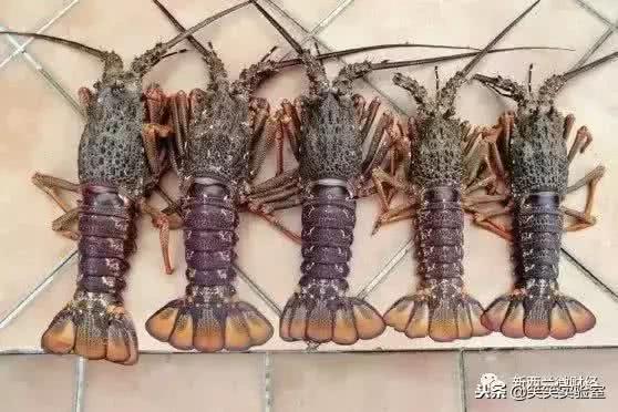 黑帮都用什么货币,黑帮的硬通货