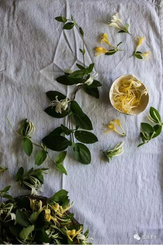 院子里种些什么花好养,院子里适合种植的东西