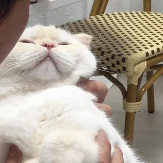 在西安给宠物看病凭什么这么贵