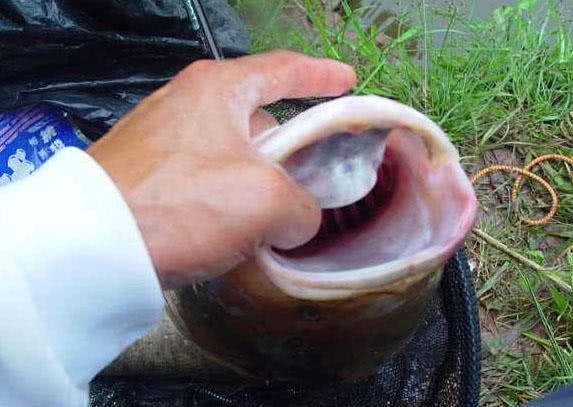 盘式钓鲢鳙,钓鲢鳙的鱼盘