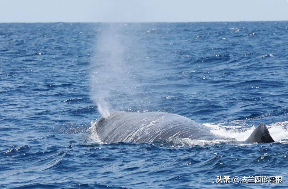 猫咪会动小鸟吗,猫咪会欠揍吗