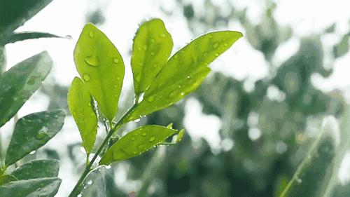 可爱又简单帅气的树叶手工,树叶创意手工高难度