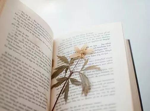 适合干花的装饰,简单的干花装饰