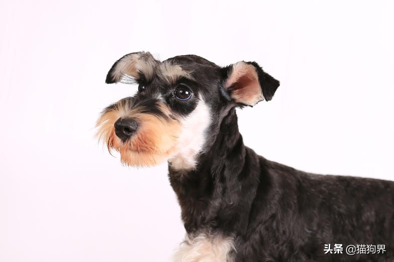 狗狗便臭吃什么好得快,狗狗便臭怎么办