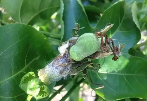 百香果黑斑病害图片,百香果下雨后病害图片视频
