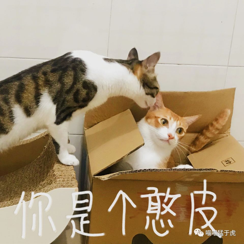 治疗猫咪抑郁症的四个方法图,猫抑郁的最佳治疗方法