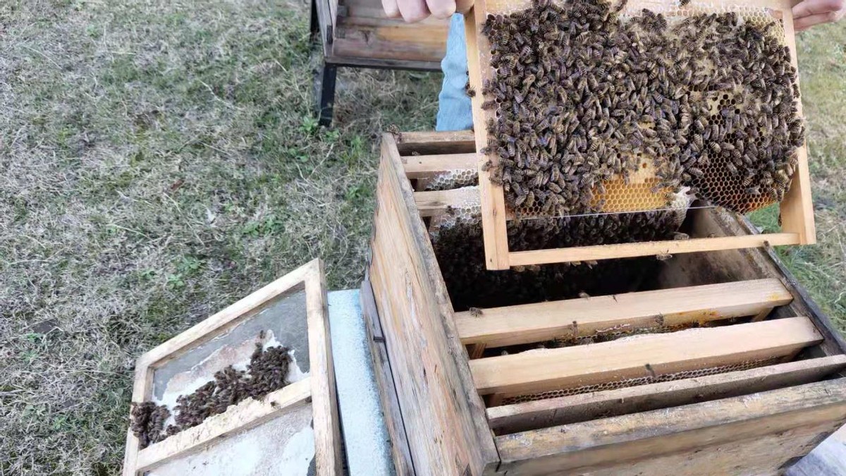 蜜蜂养殖技术全过程中蜂怎样喂食,蜜蜂养殖怎么吸引蜜蜂