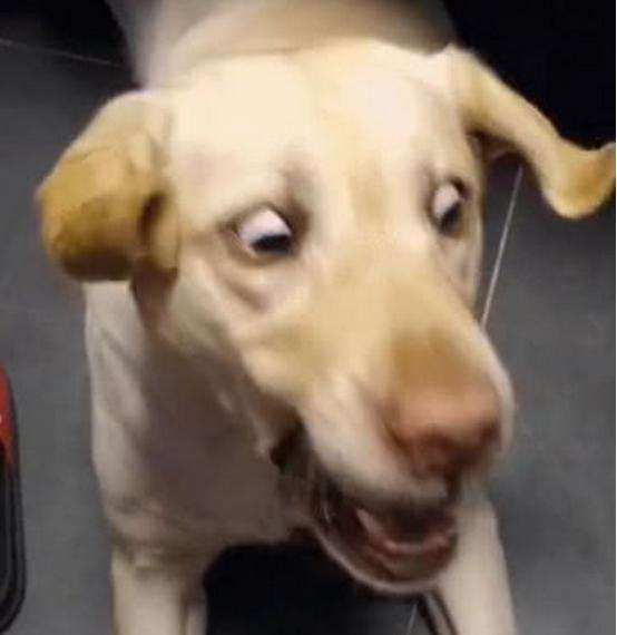 拉布拉多体外驱虫正确方法,拉布拉多虫子很多怎么办