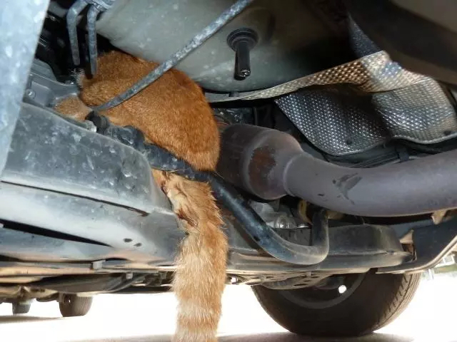 这个冬天流浪猫们要怎么度过,天冷了流浪猫