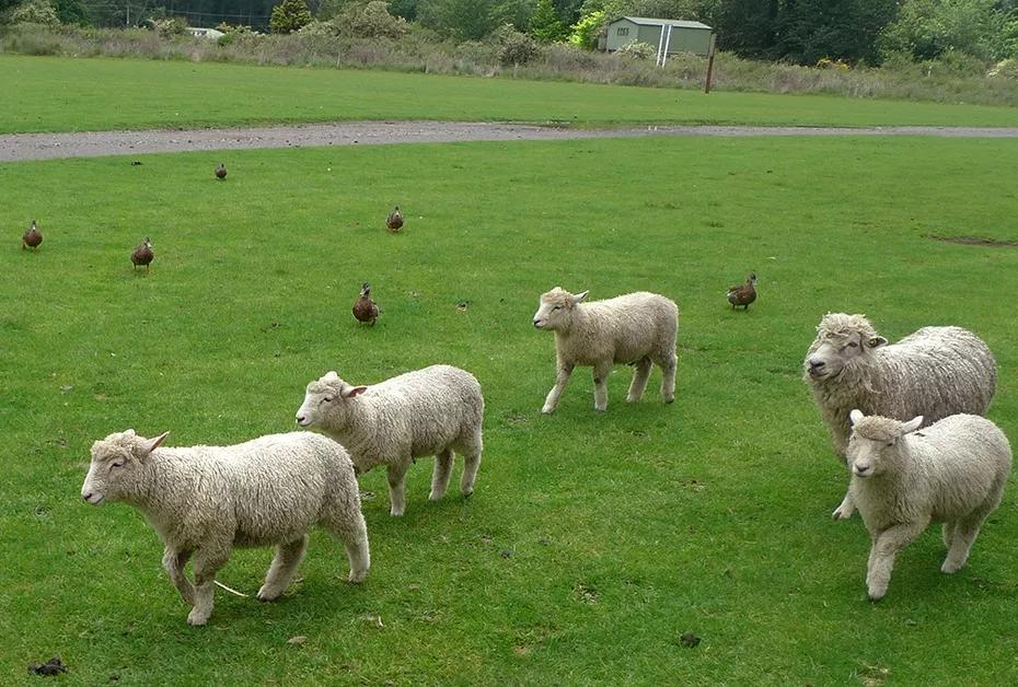 十大建议买的羊奶粉有哪些品牌,羊奶粉哪个牌子的奶质好一点