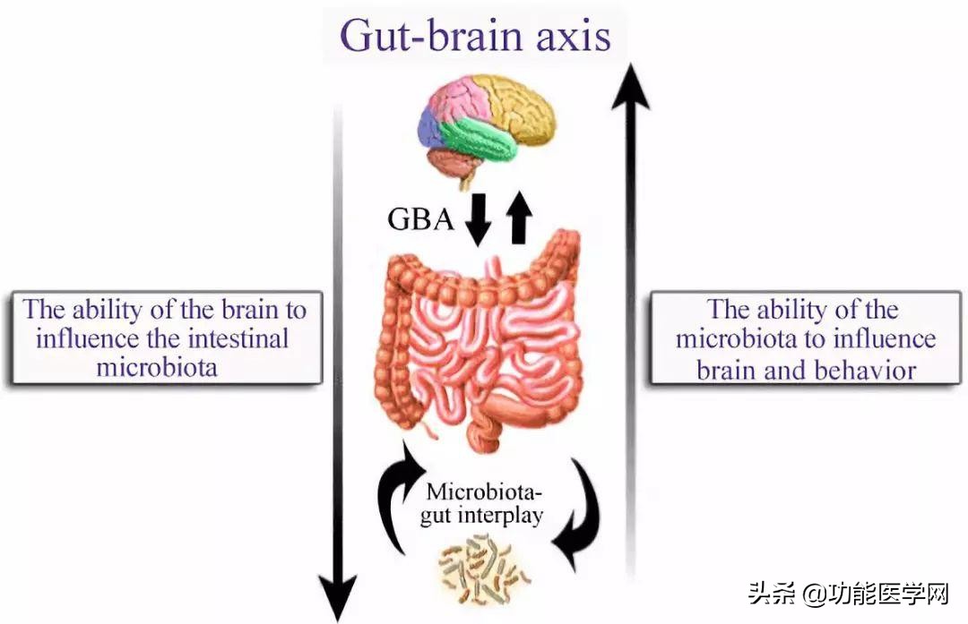 让人着迷的元素,微生物脑肠轴介绍