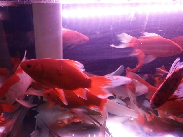 养观赏鱼会遇到什么问题,饲养的观赏鱼不愿意吃食怎么办