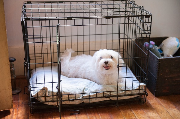 狗狗被关进狗笼反应很大,主人被蛇吓到把狗关到了笼子里