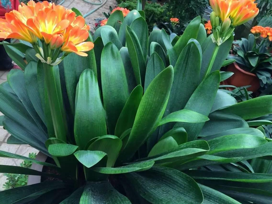 君子兰冬天能换盆吗,君子兰冬季可以换盆吗