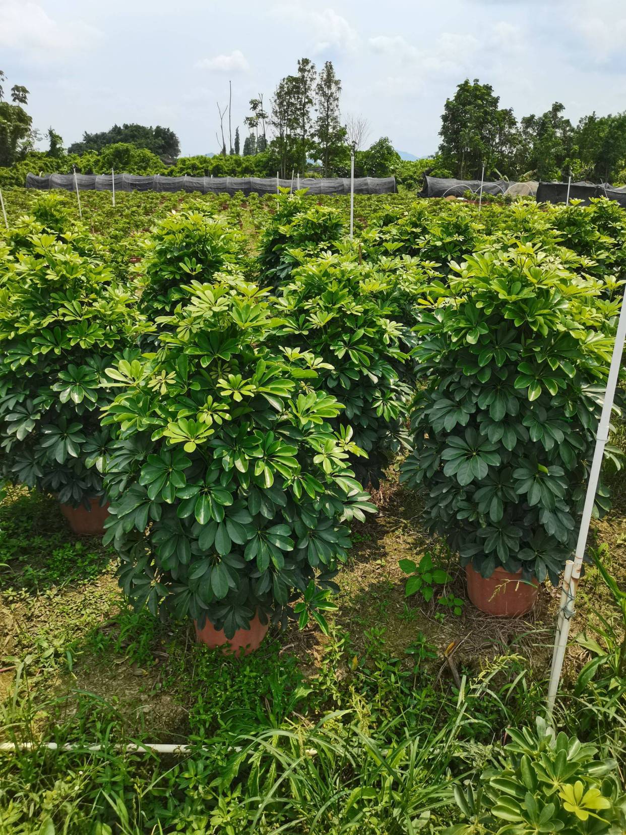 好看又好养的盆花,人养花也养人