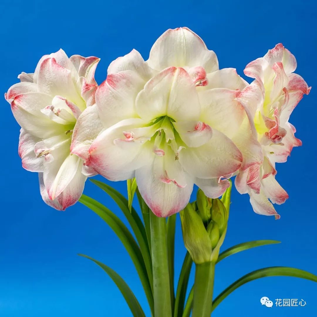 朱顶红为什么老是烂球,怎么才能让朱顶红不生小球