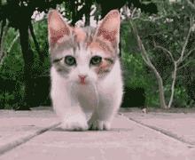 你认为猫咪可爱的表现,你认为猫咪丑到什么程度