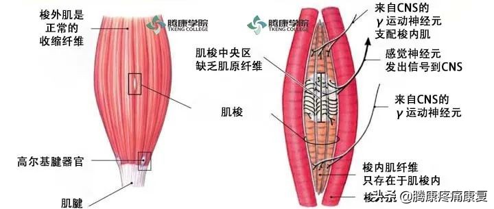 小腿全息疗法治疗颈肩腰腿痛,颈肩腰腿痛保健操完整版