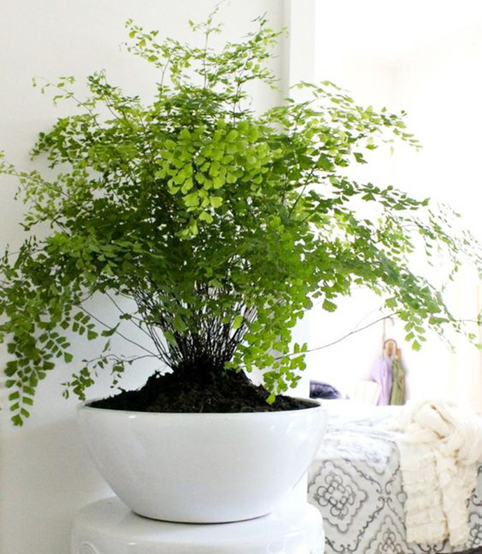 蕨类植物生物知识点有哪些,蕨类植物百科知识