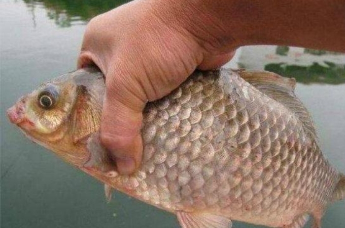 鲫鱼饵小药,夏季鲫鱼饵小药
