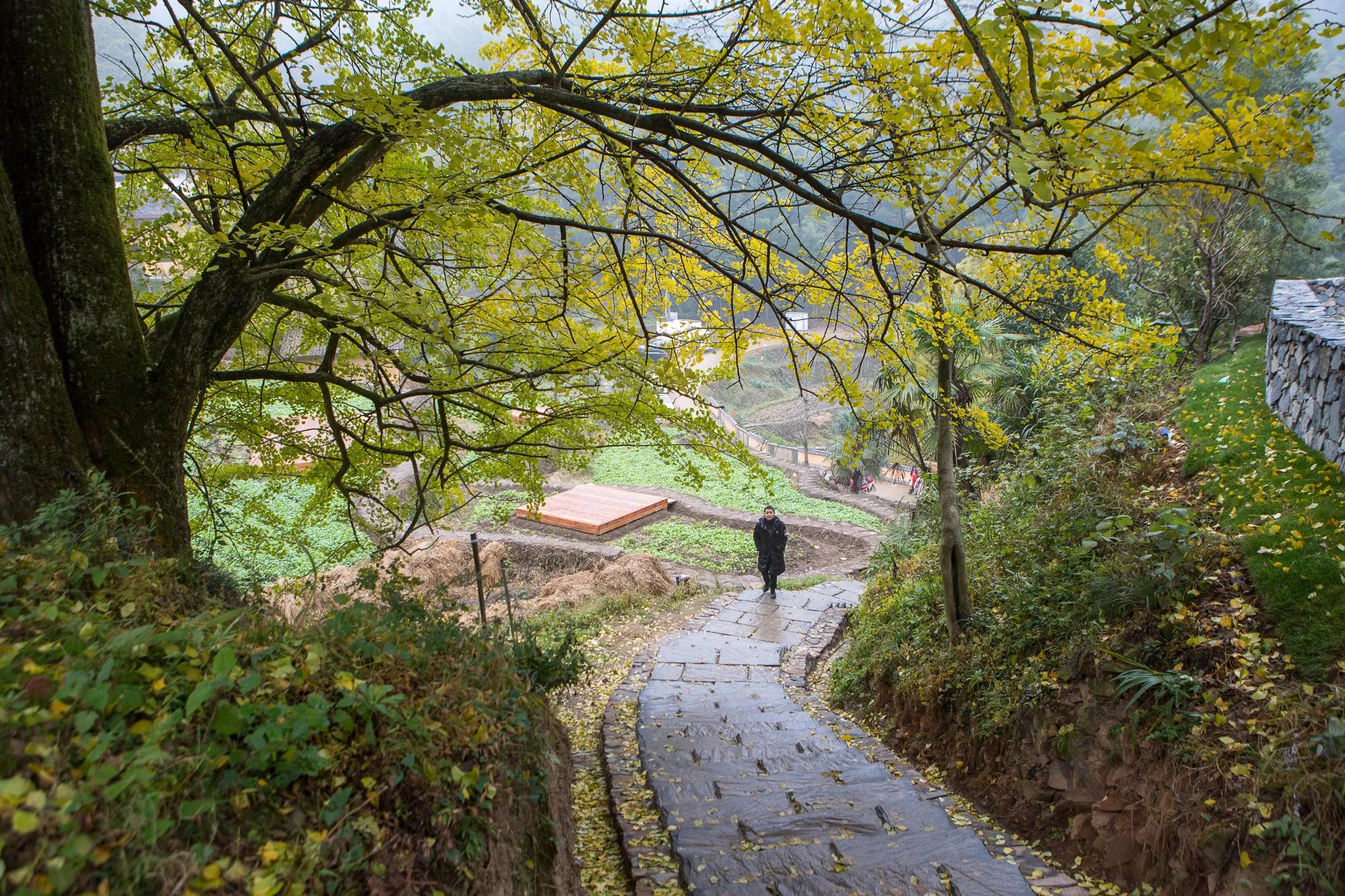 高岭古村银杏,高岭乡高岭村