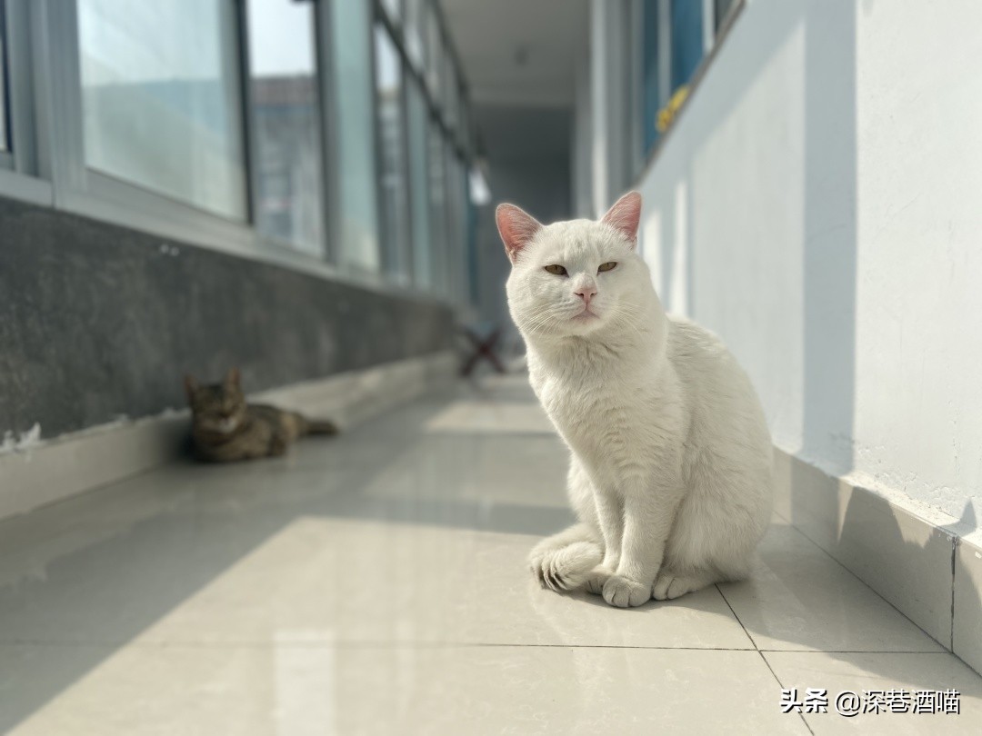 中国的田园犬有多聪明,田园猫的身体素质有多强