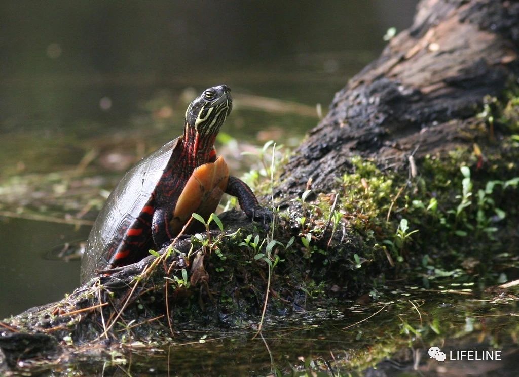 东部锦龟智商排名,红腹东部锦龟