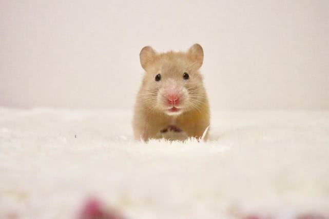 仓鼠吃什么来保证营养,小仓鼠可以吃什么简单营养