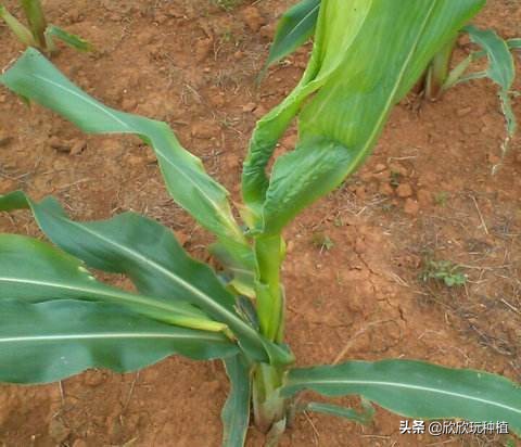 玉米心叶卷曲了，还能捋直吗？