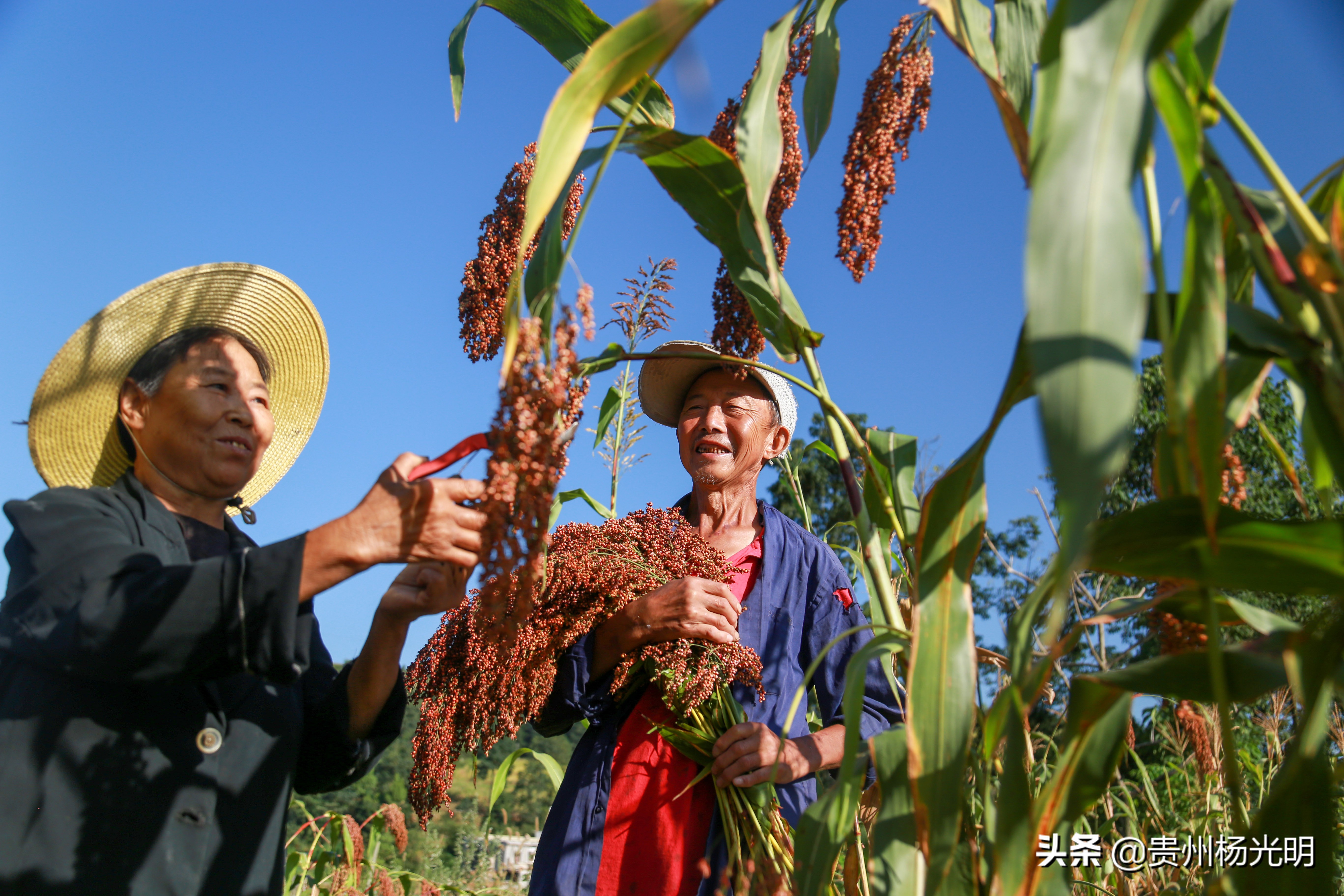 贵州毕节黔西县雨朵农场,江西萍乡葡萄喜丰收农民笑开颜