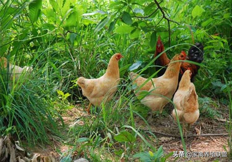 散养土鸡怎样找销售,自己散养土鸡怎么才能销售