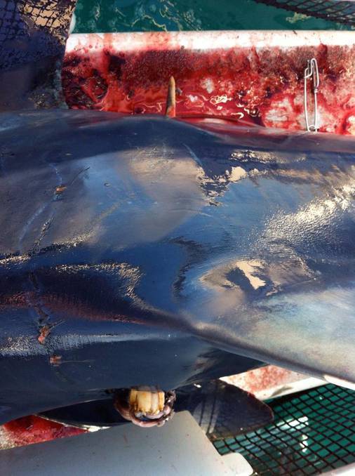 海洋中的剑鱼和旗鱼,海洋中速度最快的剑鱼