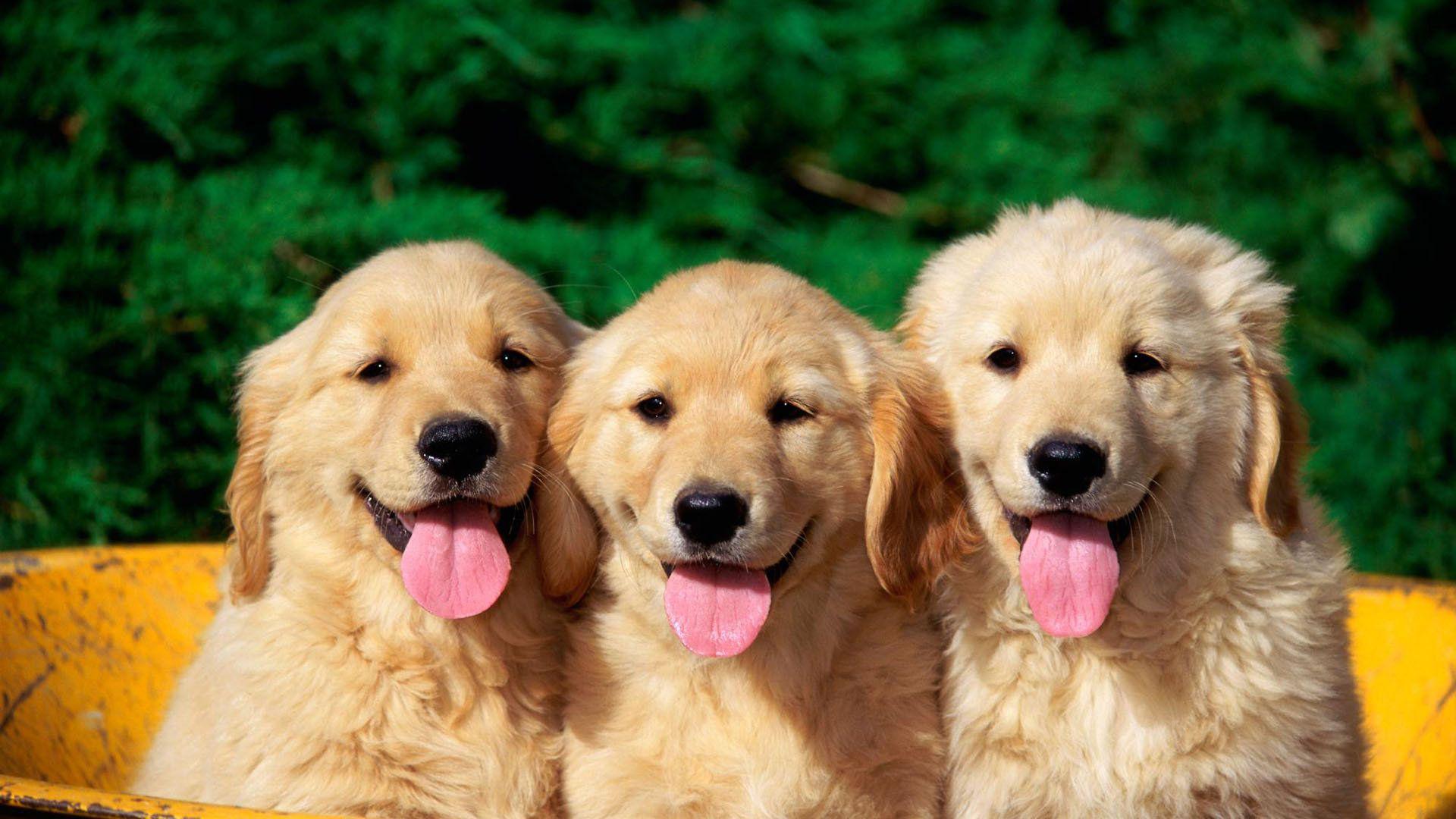 为什么狗狗会认识从未见面的家人,为什么狗狗年龄越大越不亲近人类