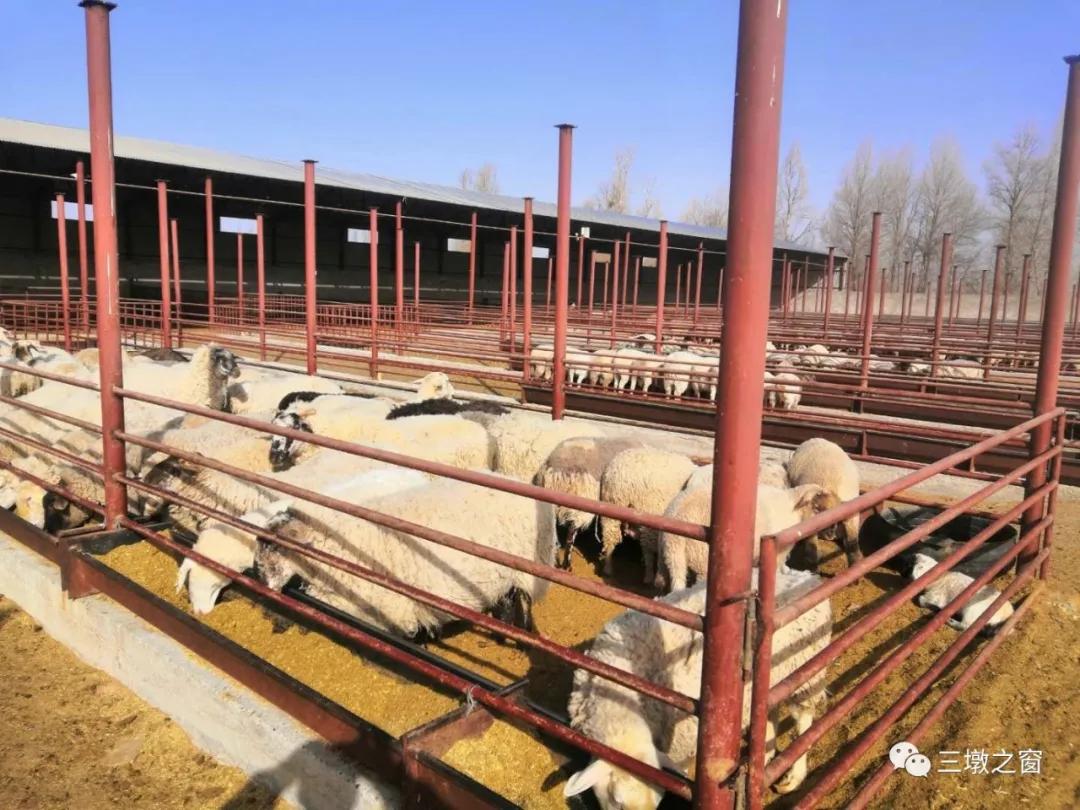 养羊致富带头人事迹,农村致富带头人养羊典型事迹材料