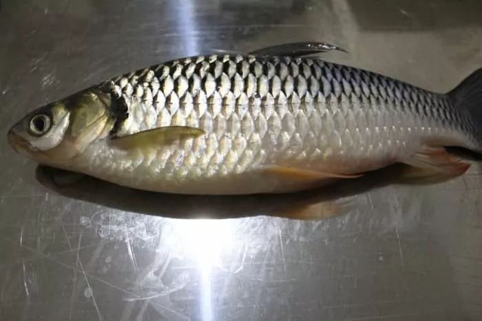 世界顶级淡水鱼大全,世界上顶级鱼类大全