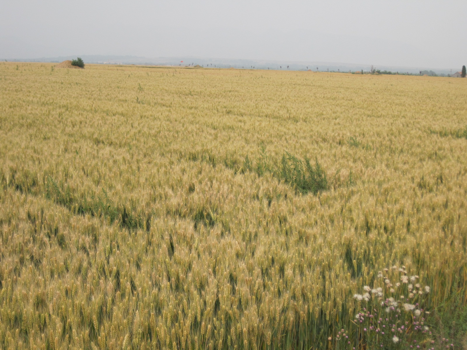 高效生态农业规模化,高效生态农业项目简介