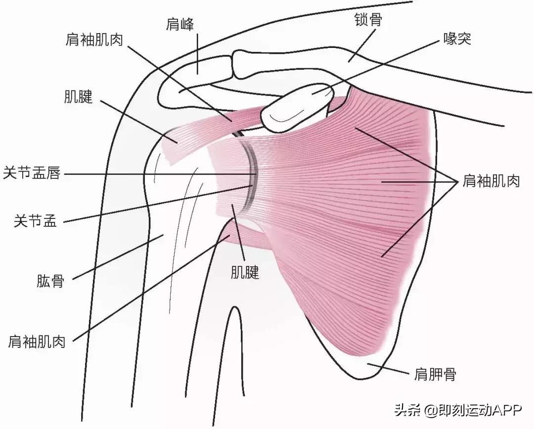 肩内旋肩膀疼，这些问题不能错过！不解决只能让你变丑又受伤