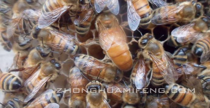 蜜蜂蜂王养殖技术,蜜蜂养殖技术书籍