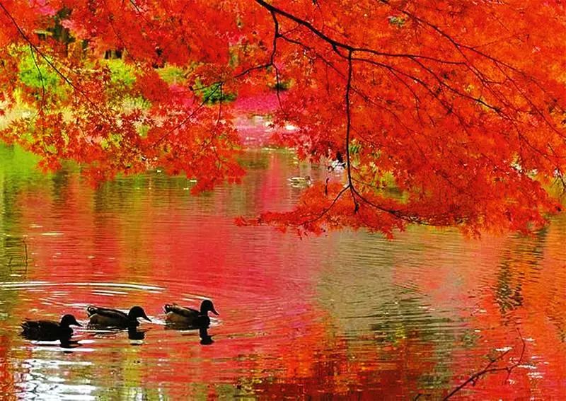 延安黄陵：醉美金秋仙遇黄陵