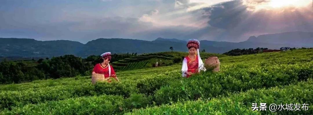 水城县特色产业,全域水城美丽乡村建设