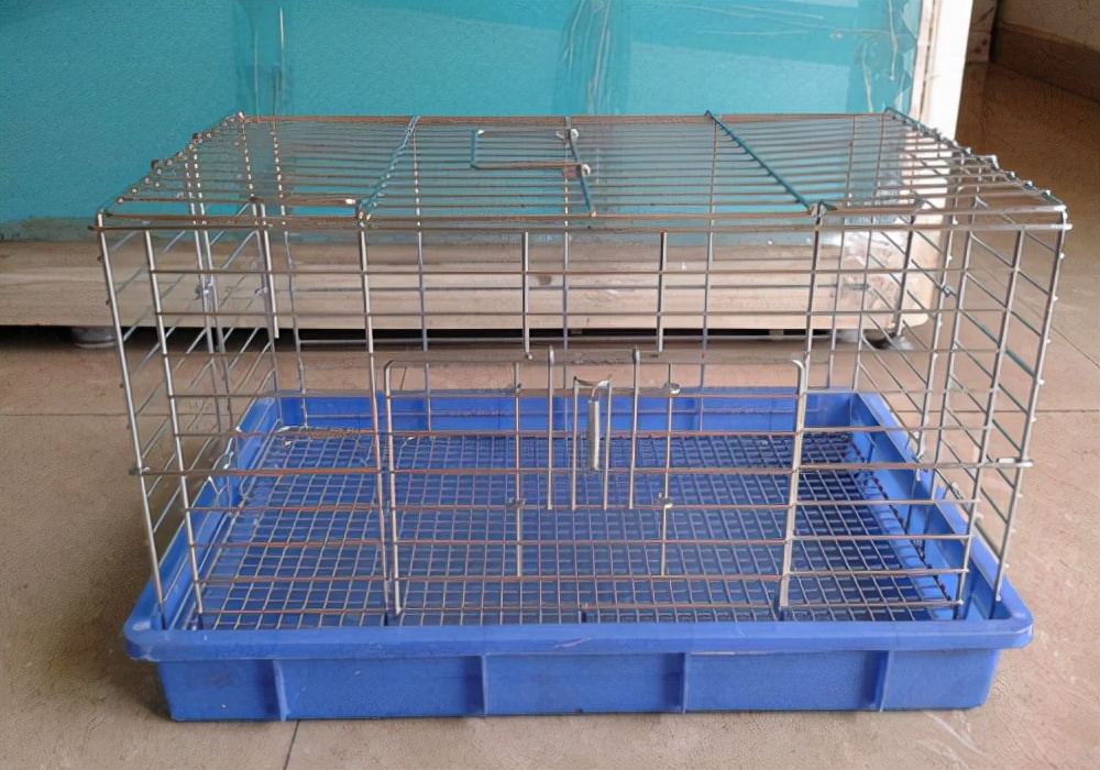 狗狗养狗心得,狗狗得狗癣怎么办